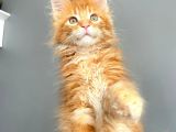 Red Mainecoon Erkek Secereli ve Faturalı