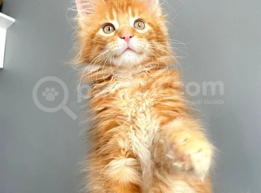 Red Mainecoon Erkek Secereli Ve Faturalı