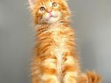 Red Mainecoon Erkek Secereli Ve Faturalı