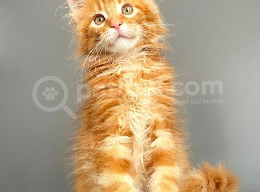 Red Mainecoon Erkek Secereli Ve Faturalı görsel