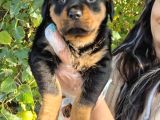 Yavru Rottweiler