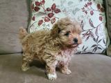 Show Kalite Maltipoo Bebekler