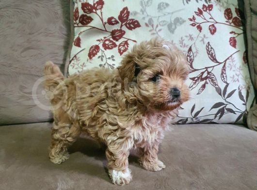 Show Kalite Maltipoo Bebekler görsel