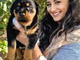 Yavru Rottweiler