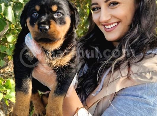 Yavru Rottweiler