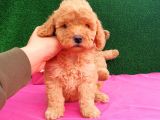 2 Aylık Erkek Toy Poodle Yavru