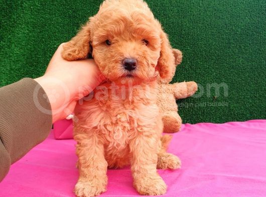2 Aylık Erkek Toy Poodle Yavru