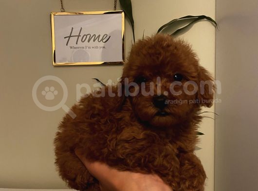 Çocuklarınıza En İyi Arkadaş Poodle Yavrularımız görsel