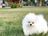 Teddy Bear Pomerani̇an Boo Yavrular