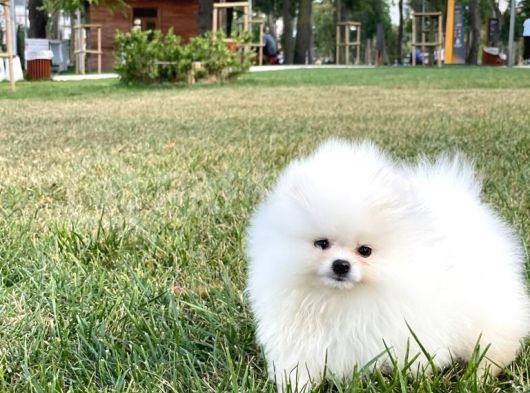 Teddy Bear Pomerani̇an Boo Yavrular