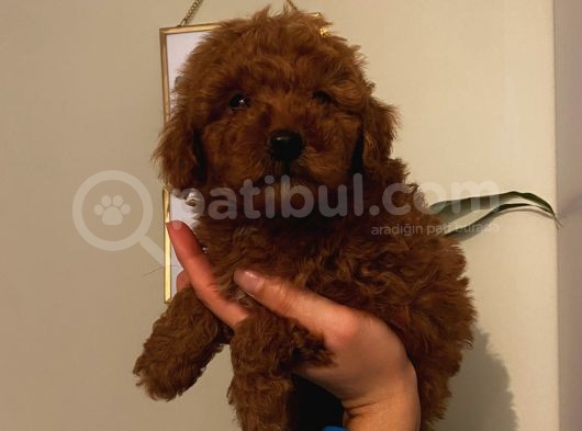 Ev Ortamında Büyüyen Poodle Yavrularımız görsel