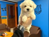 Kar Beyaz Maltese Terrier Yavrularımız