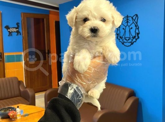 Kar Beyaz Maltese Terrier Yavrularımız