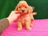 2 Aylık Erkek Toy Poodle Yavru