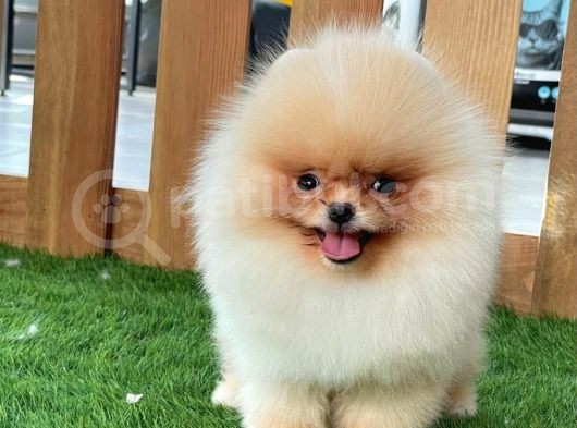Baby Face Pomerani̇an Boo Bebekler görsel