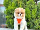 Ayıcık Surat Boo Pomeranian Yavrular