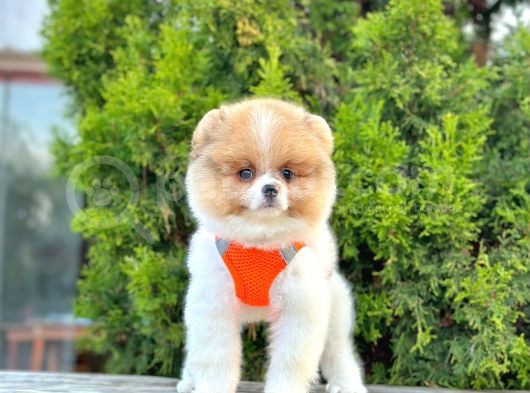 Ayıcık Surat Boo Pomeranian Yavrular görsel