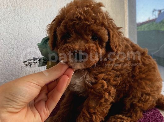 Çocuklarınıza En İyi Arkadaş Poodle Yavrularımız