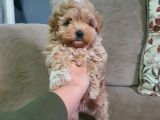 Show Kalite Maltipoo Bebekler