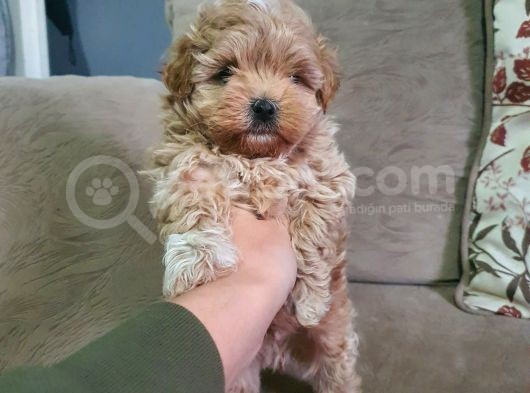 Show Kalite Maltipoo Bebekler görsel