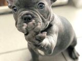 Blue French Bulldog Bebekler
