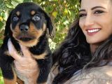 Yavru Rottweiler