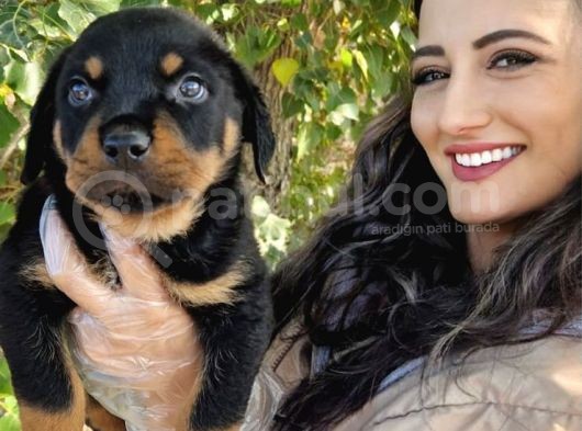 Yavru Rottweiler görsel