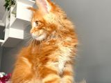 Red Mainecoon Erkek Secereli Ve Faturalı