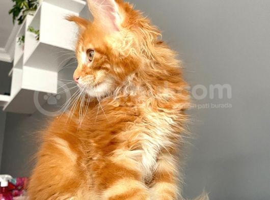 Red Mainecoon Erkek Secereli Ve Faturalı görsel