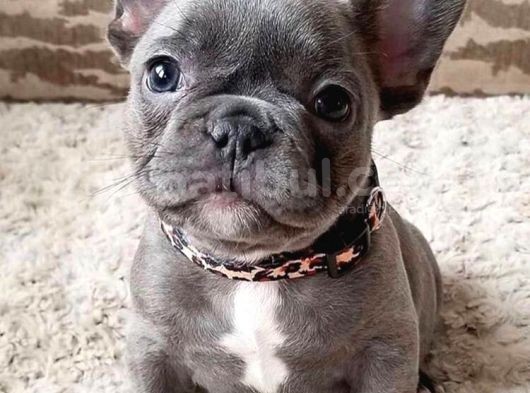Blue French Bulldog Bebekler