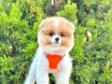 Ayıcık Surat Boo Pomeranian Yavrular