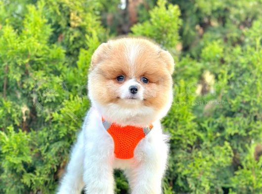 Ayıcık Surat Boo Pomeranian Yavrular