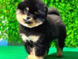 3.5 Aylık Dişi Pomeranian Yavrumuz