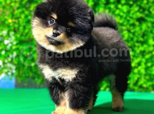 3.5 Aylık Dişi Pomeranian Yavrumuz görsel