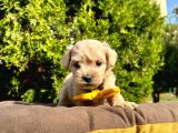 Maltipoo Mix Irk Yavrular