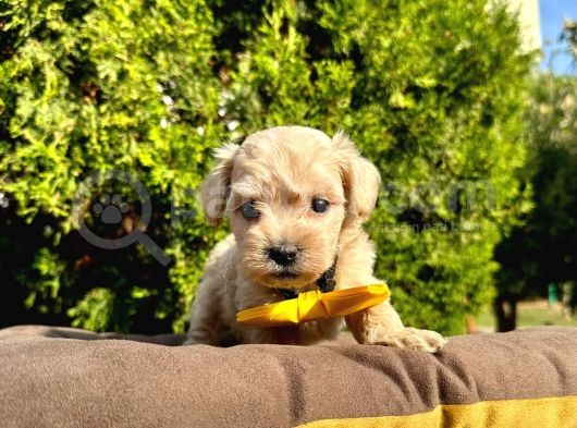 Maltipoo Mix Irk Yavrular görsel