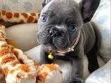 Blue French Bulldog Bebekler