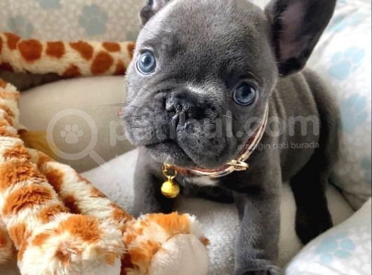 Blue French Bulldog Bebekler görsel
