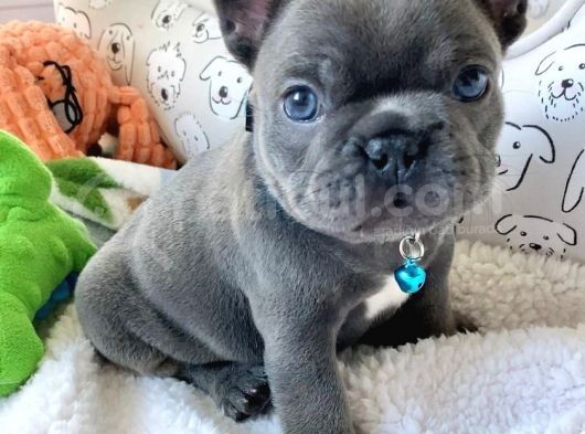 Blue French Bulldog Bebekler görsel