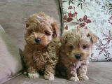 Show Kalite Maltipoo Bebekler