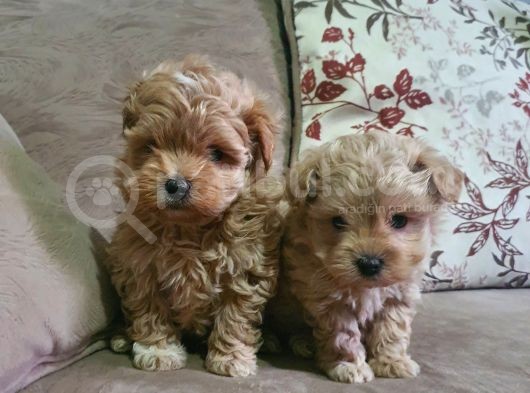 Show Kalite Maltipoo Bebekler