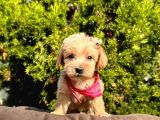 Dizayn Irk Sevimli Maltipoo Yavrular