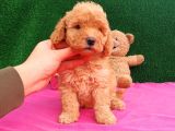 2 Aylık Erkek Toy Poodle Yavru