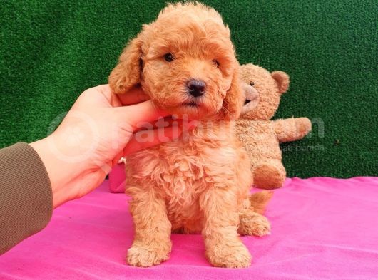 2 Aylık Erkek Toy Poodle Yavru görsel