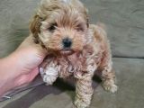 Show Kalite Maltipoo Bebekler