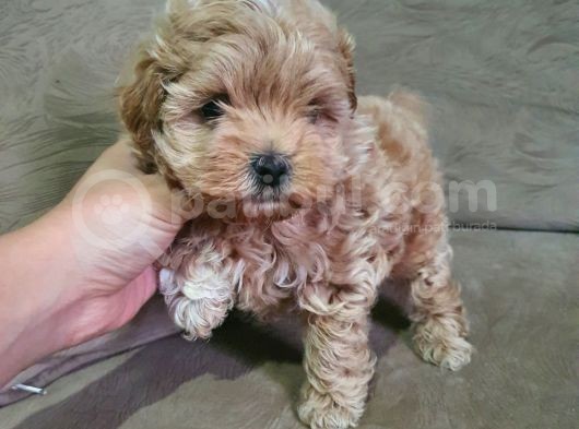 Show Kalite Maltipoo Bebekler görsel