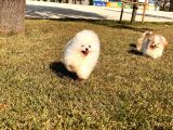 Teddy Bear Pomerani̇an Boo Yavrular