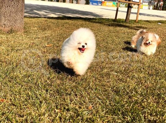 Teddy Bear Pomerani̇an Boo Yavrular görsel