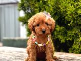 Mini Boy Toy Poodle Yavrular