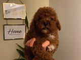 Sağlık Ve Ömür Boyu Irk Garantili Poodle Yavrularımız